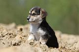 CORGI PEMBROKE 579